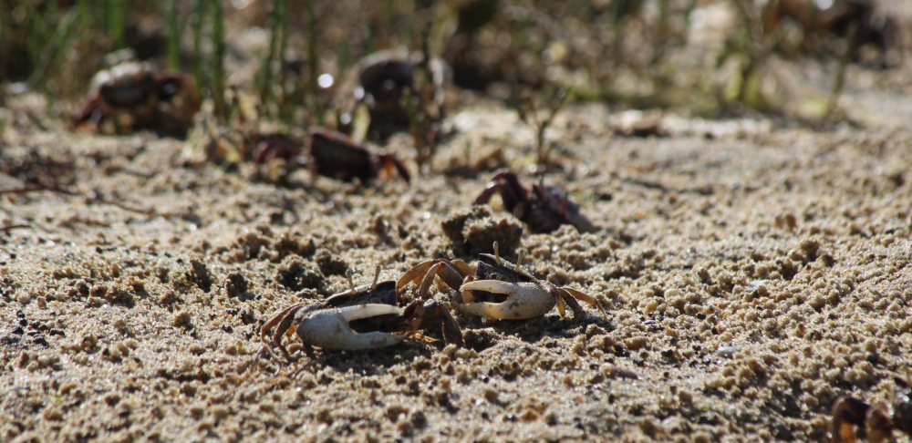 male fiddler crabs on a beach with their giant claws